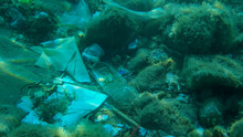 Seabed Covered With A Lot Of Plastic Garbage. Bottles, Bags And Other Plastic Debris On Seabed In Adriatic Sea. Plastic Pollution Of The Ocean. Adriatic Sea