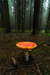 Wall Mural - Amanita muscaria, fly agaric or fly amanita mushroom