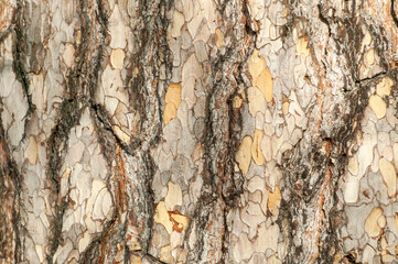 Wall Mural - pinus nigra subsp 'laricio' brown tree bark macro close up texture background commonly known as cors