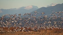 A Large Flock Of Wild Snow Geese Taking Off Richmond Wetlands In Slow Motion.