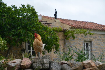 Il gallo della fattoria 2