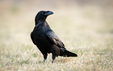 Sticker - Raven (Corvus corax) close up