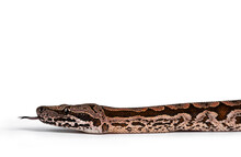 Side View Detail Of Dumeril's Boa Aka Acrantophis Dumerili Snake Head. Tongue Out. Isolated On White Background.