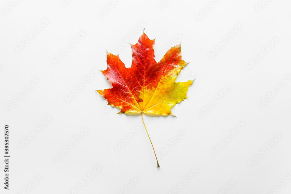 Autumn maple leaf on white background