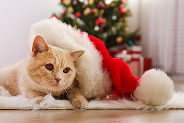 Wall Mural - Beautiful red british shorthair cat over the christmas tree with blurry festive decor. Portrait of beloved pet at home and pine tree with bokeh effect lights. Close up, copy space.