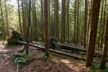 Pine forest in the autumn with a hiking trail