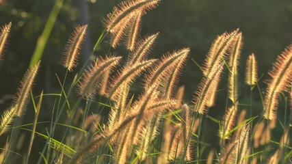 Wall Mural - close up of pink reeds grass flower against morning sunlight rim light background.