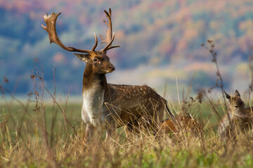 Wall Mural - fallow deer, dama dama, with antlers standing on meadow in autumn. wild stag with looking on field i