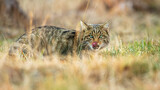 Fototapeta Koty - European wildcat, felis silvestris, licking its mouth with a tongue and hiding on a meadow during hunt. Animal predator waiting for a prey hidden in a grass. Striped mammal stalking.