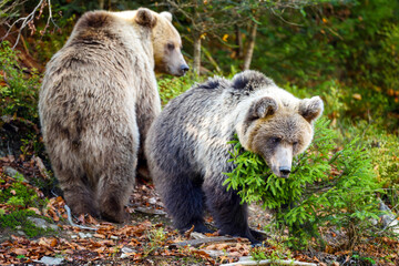 Wall Mural - two young brown bears in the authumn forest