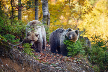 Wall Mural - two young brown bears in the authumn forest