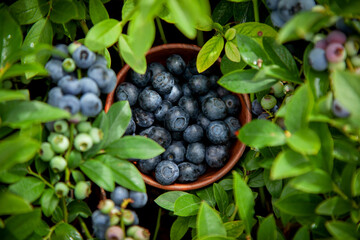 Wall Mural - blueberries in a wooden bowl