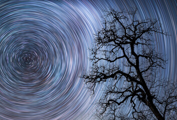 Wall Mural - Beautiful starry sky with star trails behind the dry tree silhouette.  Space background. Abstract long exposure background. 
