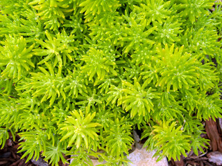 With a slight bokeh effect, this extreme closeup of a clump of lemon ball sedum in Missouri makes a nice texture or background.