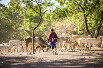 Wild life in Baluran National Park, East Java, Indonesia.