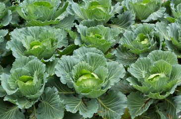 cabbage in the garden