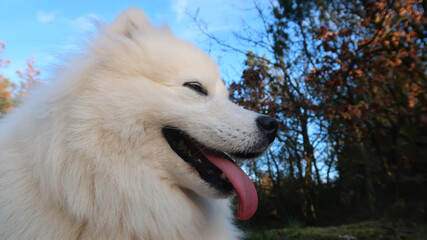 close up portrait of a samoyed dog