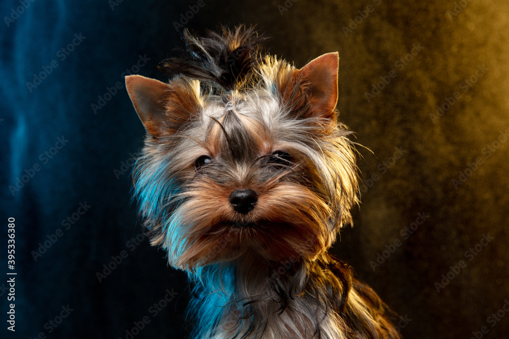 Little Yorkshire terrier dog is posing. Cute playful doggy or pet isolated on neon colored background in smoke cloud. Concept of motion, movement, pets love. Looks happy, delighted, funny. - obrazy, fototapety, plakaty 