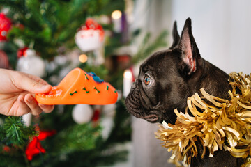 Wall Mural - Owner playing with french bulldog by christmas tree at home