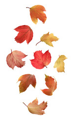 Wall Mural - falling down autumn viburnum leaves isolated on a white.