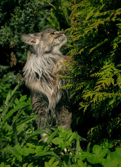 portrait of a Maine Coon cat in close-up on a background of green summer plants