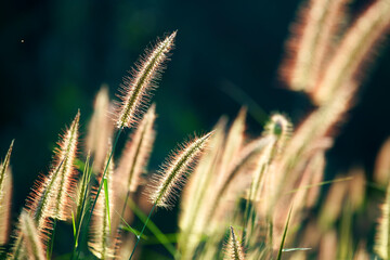 Wall Mural - pink reeds grass