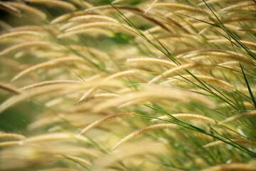 Wall Mural - reeds grass