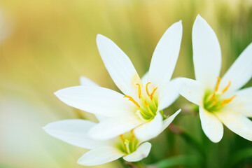 Wall Mural - white rain lily flower