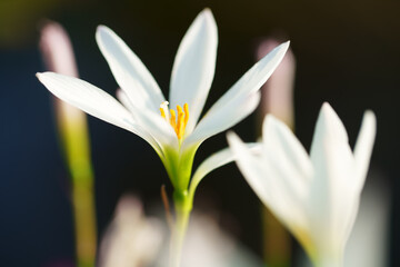 Wall Mural - close up of beautiful white rain lily flower