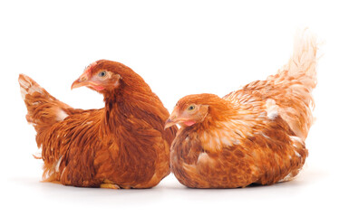 Sticker - Two brown hens isolated.