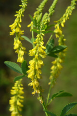 Poster - Melilot officinalis (Melilotus officinalis) blooms in nature