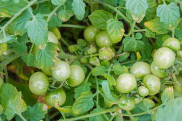 Wall Mural - Small green tomatoes ripen in the greenhouse in summer