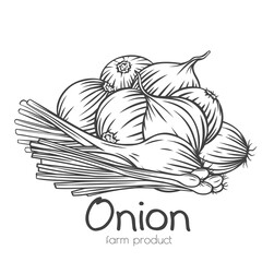 Wall Mural - Onion bulbs, scallion, leek outline hand drawn engraved monochrome vector isolated illustration in retro sketch style