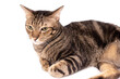 © iareCottonStudio - Adorable Thai American shorthair bobtail cat staring at stranger  isolate background.