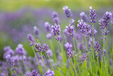 Fototapeta Lawenda - Lavender bushes closeup on sunset.. Field of Lavender, Lavender officinalis. Lavender flower field, image for natural background.Very nice view of the lavender fields.