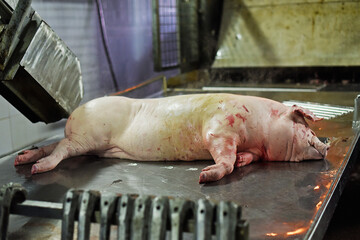 Pork carcasses are processed at the factory. Meat production. A place where pigs are killed.