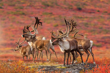 Curious Herd Of Barrenland Caribou Keep An Eye Out For Predators In Canada's Northwest Territories
