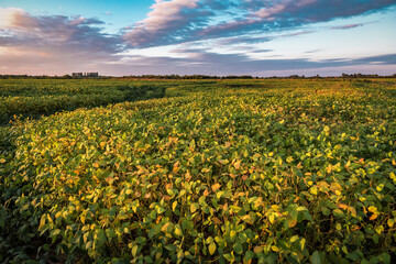 soybean field on sunset