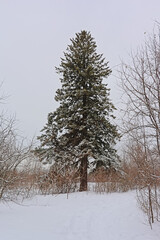 Wall Mural - Spruce tree in the snow in Gatineau national park - picea