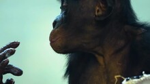 Close Up And Steady Shot Of A Bonobo, Profile View. It Is Chewing, Then Licks Its Fingers.