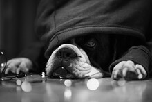 Hooded Boxer Dog Reper. Black And White