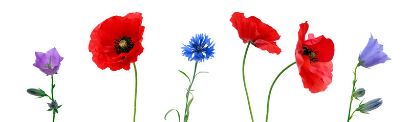 set of various wild flowers on a white isolated background