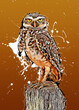 Burrowing owl on abstract background with white splashs and lines. Digital illustration in bright colors.