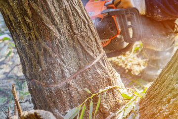 Poster - Tree felling with a large chainsaw cutting into tree trunk motion blur sawdust and chippings an uprooted broken tree, torn by the wind during a violent storm