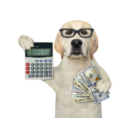 A dog businessman in glasses is holding a calculator and a fan of dollars. White background. Isolated.