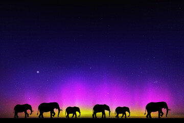 Sticker - Elephant family at starry night. Animal silhouettes. Aurora borealis