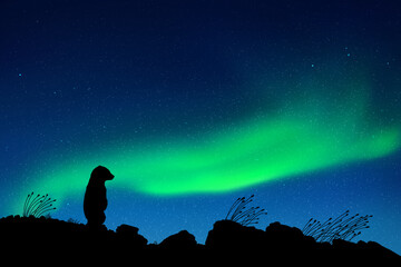 Sticker - little bear at starry night. baby animal silhouette. northern lights