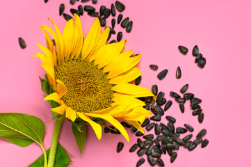 Fotomurales - Beautiful fresh yellow sunflower and seeds on pink background Flat lay top view copy space. Sunflower natural background. Flower card. Harvest time, agriculture, farming. Healthy oils, food