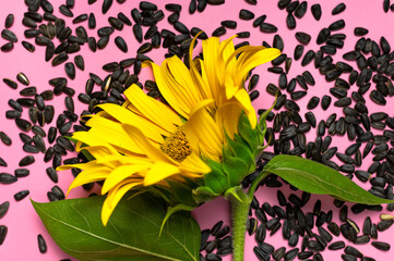 Fotomurales - Beautiful fresh yellow sunflower and seeds on pink background Flat lay top view copy space. Sunflower natural background. Flower card. Harvest time, agriculture, farming. Healthy oils, food