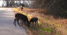Three Deer Eat On Side Of Street Road During Fall Rut